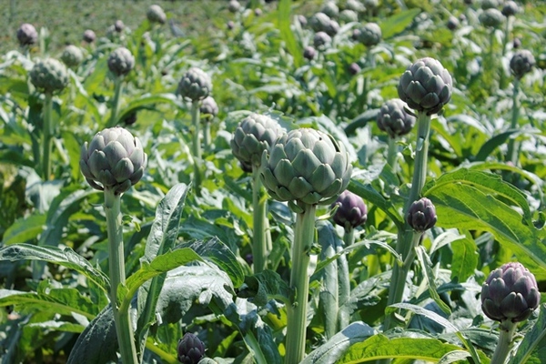 Artichoke Garden