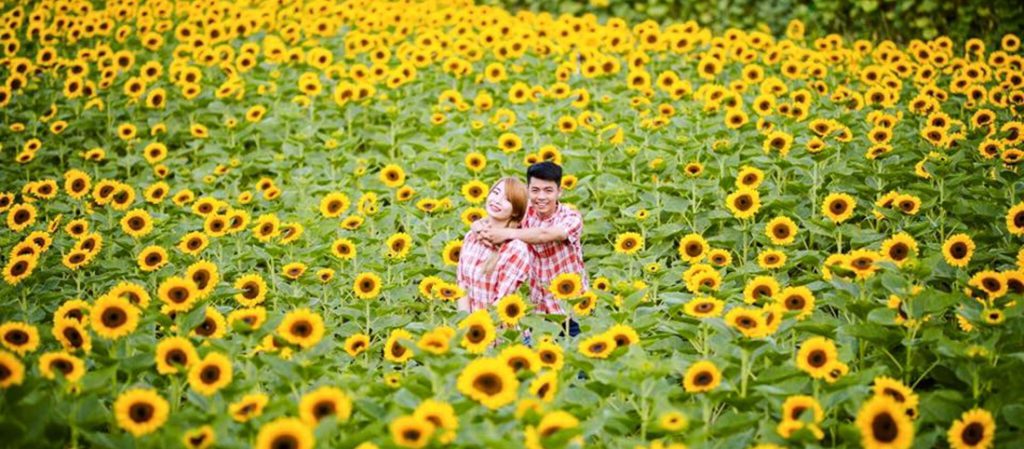 Dalat Sunflower Garden