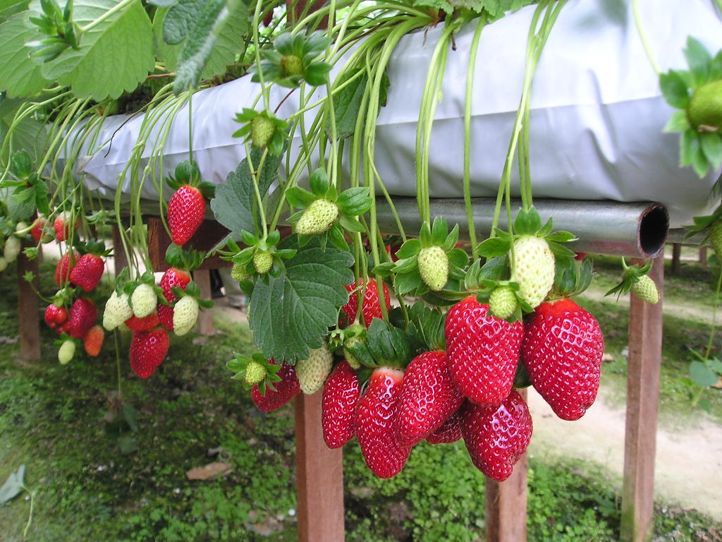 High-tech Strawberry Garden