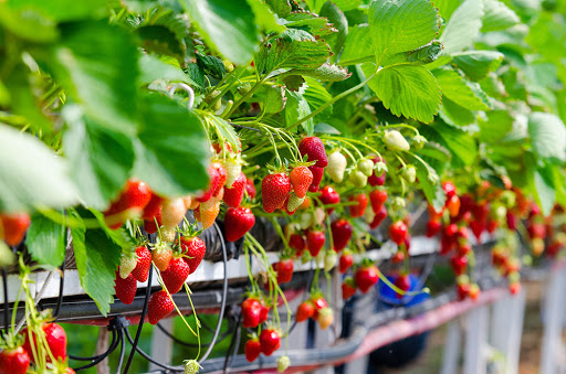 Strawberry garden