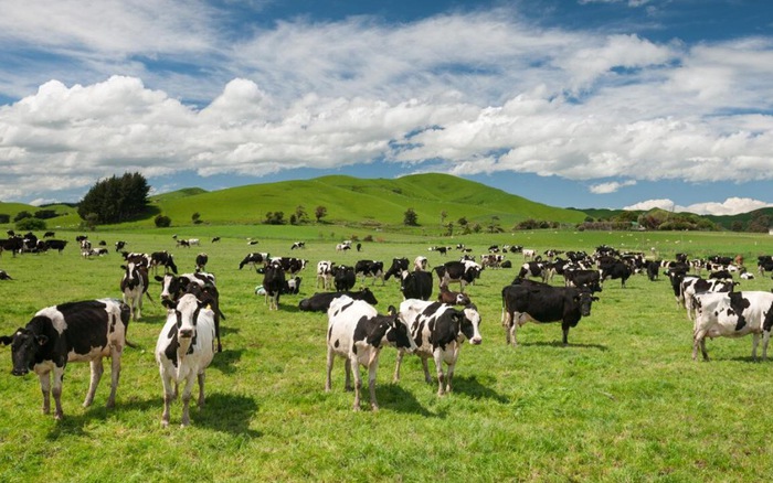 The dairy cows here are raised in an extremely comfortable and large space