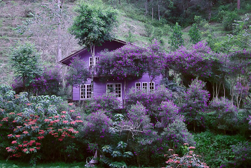 The purple house