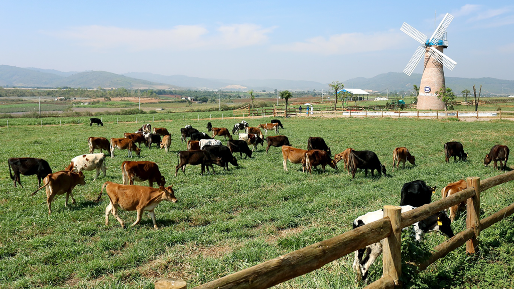 Visiting the organic farm, tourists will be surprised and amazed by the beauty of the farm