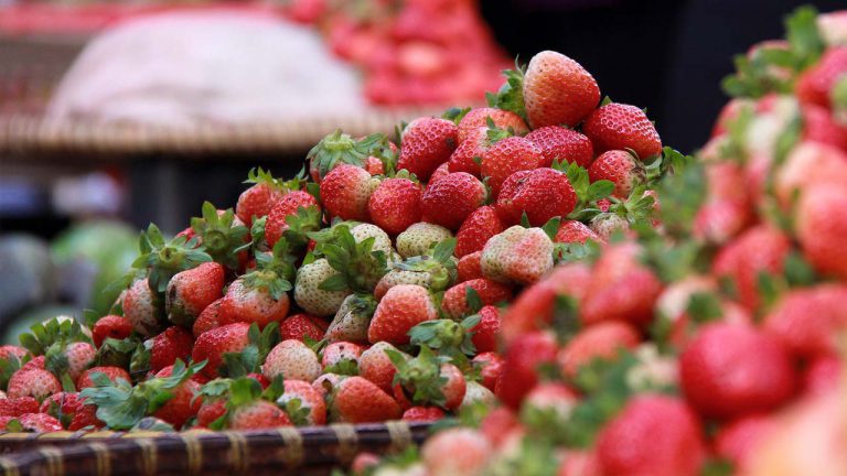 Fresh strawberry made in Dalat